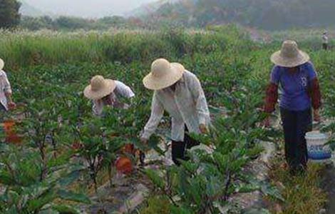 茄子盛夏期追肥注意事项 种植茄子苗期怎样管理和追肥