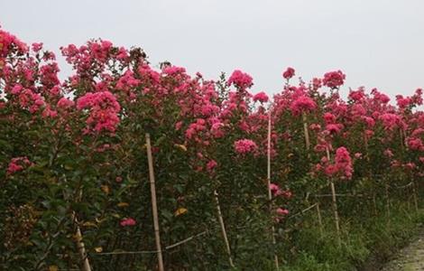 秋季种植什么 秋季蔬菜种植