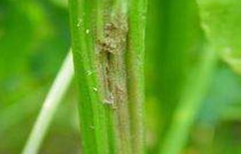 芹菜叶柄粗纤维增多原因及防止措施（芹菜 粗纤维）