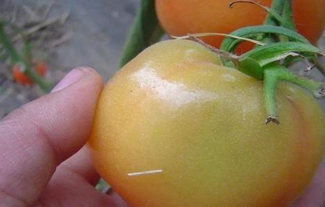 西红柿酱油果原因及预防措施 酱油果怎样防治