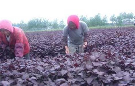 紫苏高产种植技术