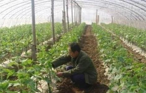 大棚蔬菜死苗解决方法
