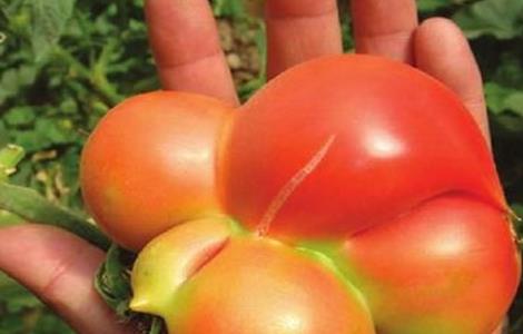 西红柿畸形果原因及解决方法 西红柿坐果后畸形开裂