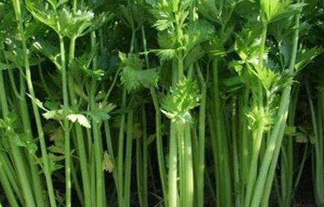 芹菜种植注意事项 芹菜在种植过程中需要注意什么