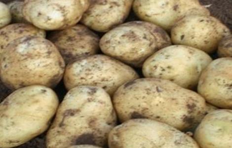马铃薯品种退化的预防措施 马铃薯退化原因及预防措施