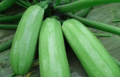 西葫芦 果实管理