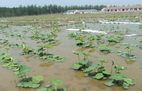 莲藕 高产种植技术