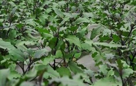茄子苗期 管理技术