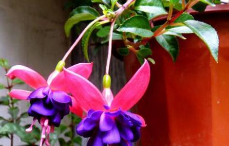 宝莲灯花好养吗（宝莲灯花好养活吗）