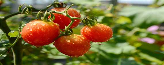 西红柿育苗方法和时间 西红柿育苗与移栽时间