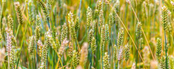 小麦病虫害防治 小麦病虫害防治最佳时期