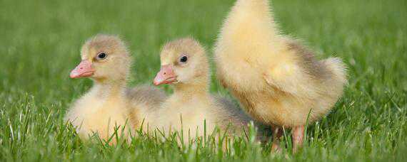 水床孵化鹅蛋温度多少合适 水床孵鹅蛋的温度和湿度