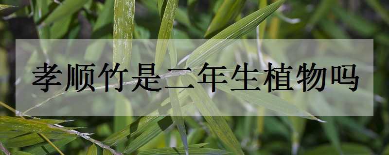 孝顺竹是二年生植物吗（孝顺竹的生长环境）