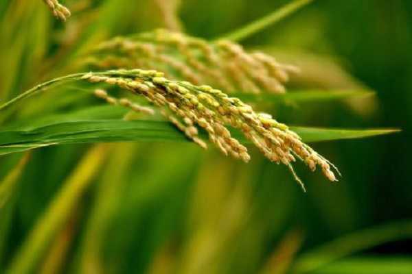 水稻拔节期是几月份，如何合理养护（水稻拔节期多长时间）