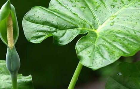 滴水观音是什么植物（滴水观音是什么植物有毒）