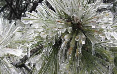 雪松产地在哪里