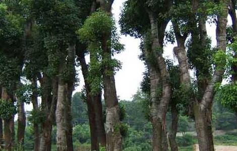 香樟树移植技术