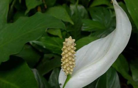 盆栽白鹤芋怎么养（白鹤芋花怎么养好）