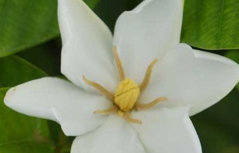 栀子花可以泡茶喝吗