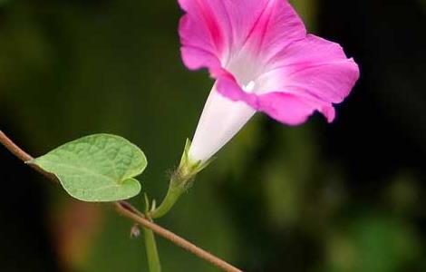 牵牛花种子价格及种植方法（进口牵牛花种子种植方法）