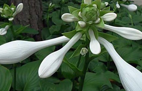 玉簪花种子价格及种植方法（玉簪花种子图片）