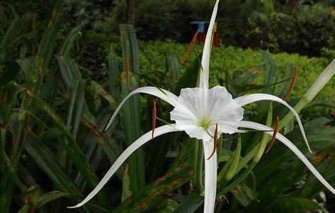 文殊兰和水鬼蕉的区别（文殊兰和水鬼蕉的区别在哪里）