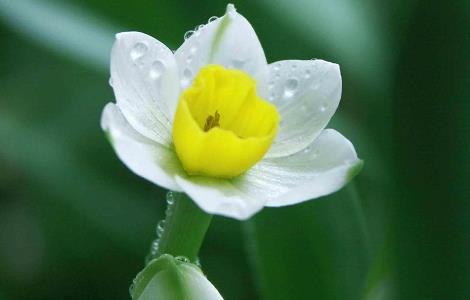 怎样让水仙花的叶子打卷 怎样让水仙花的叶子打卷起来