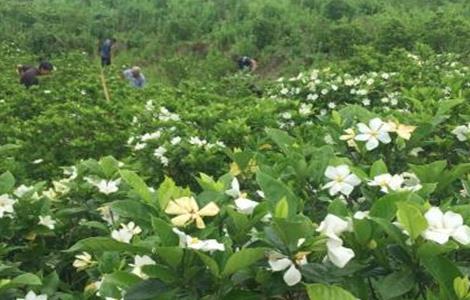 栀子花