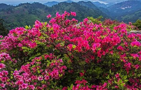 映山红的栽培技术（映山红栽培技术农广天地）