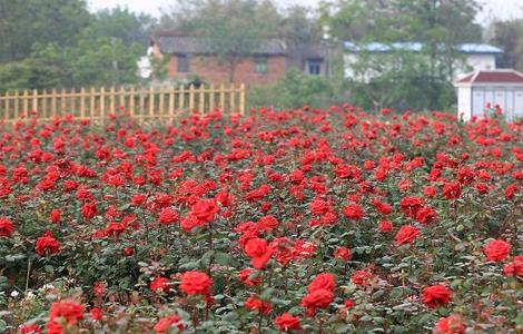 月季花 养殖 方法