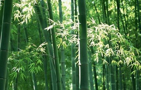毛竹的种植技术 毛竹的种植方法