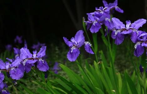 鸢尾 栽培技术 种植要点