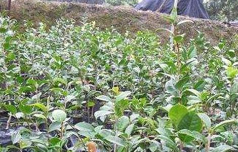 茶花的繁殖方法 茶花的繁殖方法有哪些