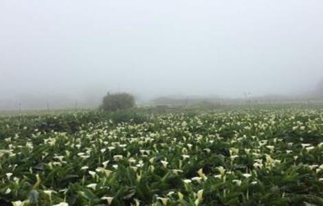 海芋 种植方法