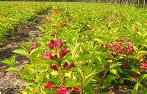 锦带花 繁殖方法