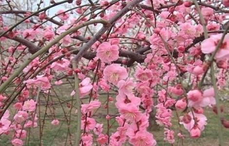 梅花 高压繁殖方法