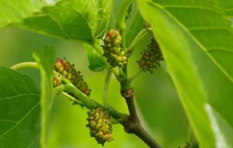 桑叶梅的养殖方法 茶树梅的养殖方法