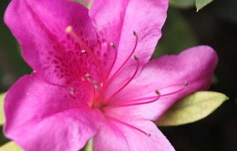 杜鹃花种植的田间管理