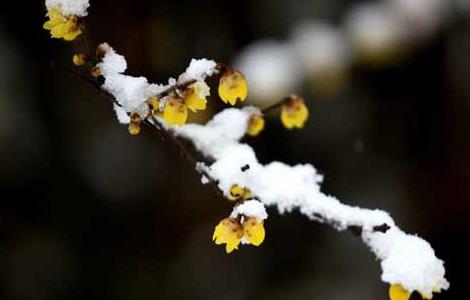 腊梅花怎样养（腊梅花怎样养护和管理）