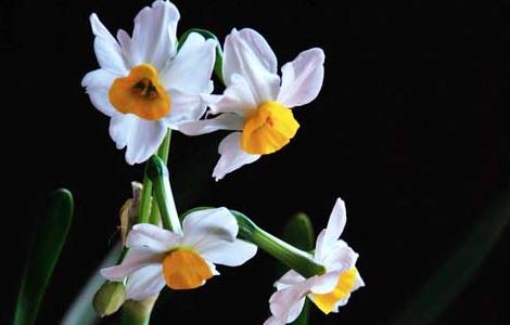 水仙花的花语和传说（水仙花的花语和传说故事）