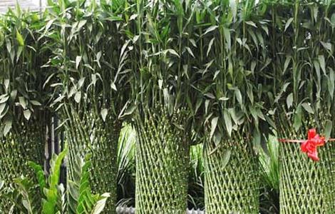 富贵竹笼的养殖方法和注意事项