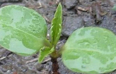 凤仙花的播种繁殖方法