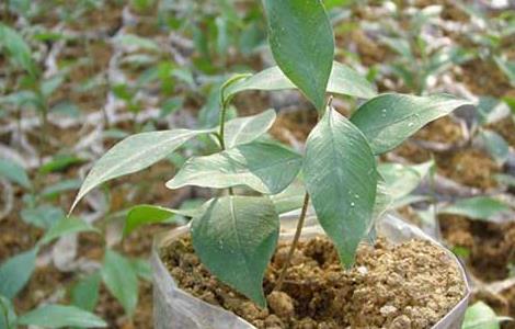 沉香树的种植条件