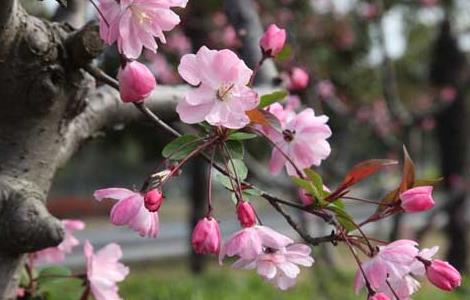 一树梨花压海棠