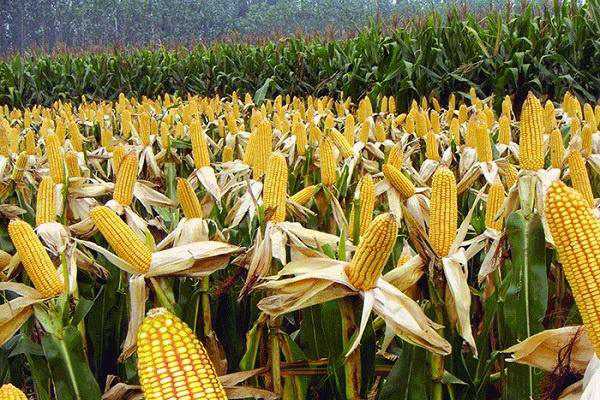 全国玉米收割时间表 各地什么时候收获玉米