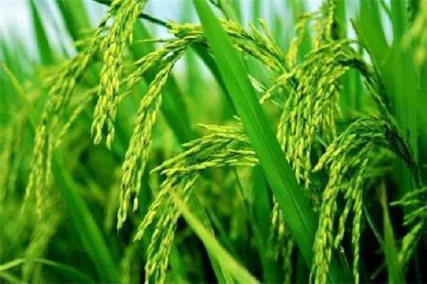 什么是水稻的倒二叶，如何进行分辨 水稻倒二叶是哪片叶