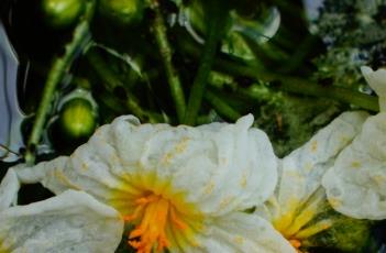 海菜花 海菜花营养价值及功效与作用