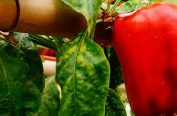 柿子椒 柿子椒炒肉