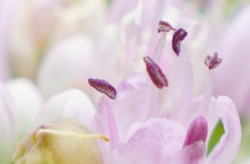 南欧蒜 南欧蒜效益百度百科