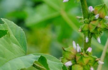 冬葵 冬葵怎么吃